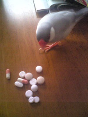 文鳥と錠剤